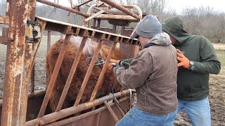 Branding and Tagging a friends Bull