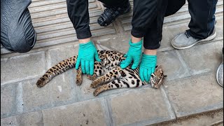 Rescuing injured leopard cats from dangers in the wild | Animal rescue compilation