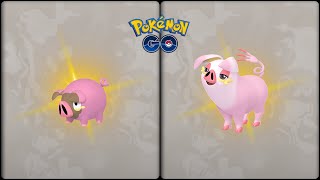 Pokemon Go: Evolving Shiny Lechonk into Shiny ♀ Oinkologne