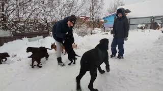 Выгуливаем щенков лабрадора. /Walking Labrador puppies.