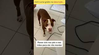 dicas pro cachorro parar de morder?