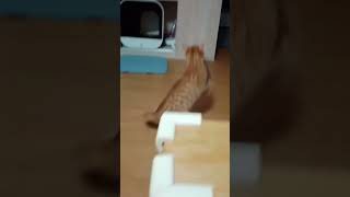 #cat #funnyanimals #catlover #kitten #pets #trending #dancer #challenge #funny #petvideos