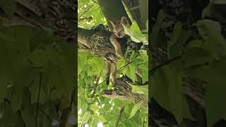 My cat ginger first time climbing a tree 🌳 and look like she's loving it 😍 😄 🥰#love animal 💯❤