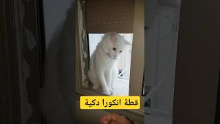 #يوميات_ميمونة_المشاغبة 😂🐱🐱 #عشاق_القطط #kitten