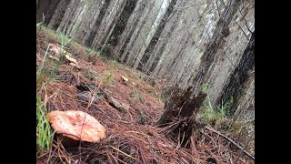 How-to harvest edible mushrooms in pine forest- Australia