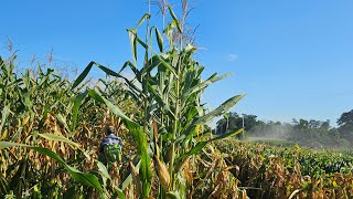 CULTIVO DE MAÍZ EN GUATEMALA.