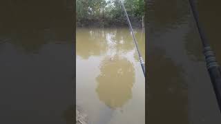 Fishing Tilapia #shorts  #mancingnilaliar