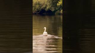 The beauty of the river Severn in Worcester #cinematic #naturelovers #worcester #shorts #britain