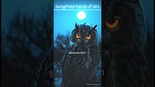 dangerous sound of owl🦉🔊#nature#wildlife#birds#shorts