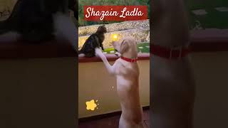 Do you thing Small animals are interesting?? #viral #trending