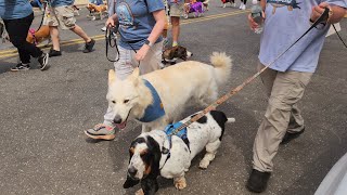 350 dogs parade in Ocean City 💙 ♥️  🐕  🐶