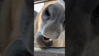 Cute Animal Close-Ups! #animals #love #socute #loveanimals #farm #shortsfeed #shortvideo #shorts