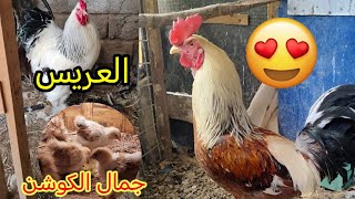 مفاجأت الموسم 😍🐓تجهيز الخانات للافراخ