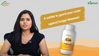 How to use Contmold Gold bio-fungicide for best results?