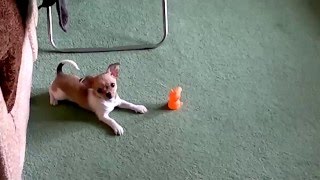 Маленький чихуахуа chihuahua