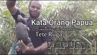 Kura-kura besar kepala panjang di rawa merauke.