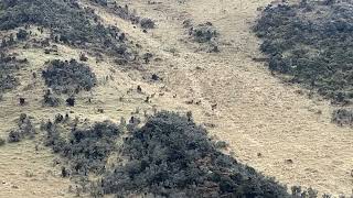 Mob of free range stags