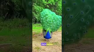 Check out this amazing Peacock!!