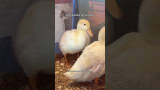 GRWM (Ducks Version) #ducks #ducklings #grwm #selfcare