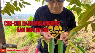 AWAS 🫣 SEBELUM MENANAM DURIAN PERHATIKAN INI JUGA YA ! #musangking #durian #fyp #bawor