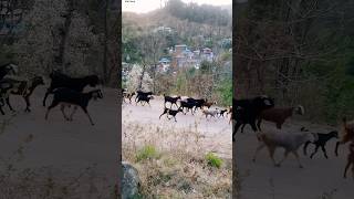 many goats follow one #shorts #animals #villagelife