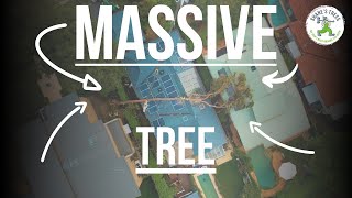 MASSIVE TREE ON HOUSE - SHANE'S TREES