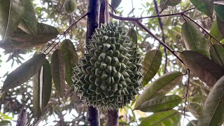 Cerita Singkat menanam durian #bawor #musangking #durianbawor