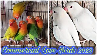 Commercial Love Birds Mutations 2023 | Love birds business 2023 | EP 44