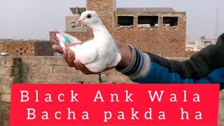 black Ankh Wala Bacha Pakda Hai || M Asad Birds || #MAsadBirds #Pigeon #Kabutar