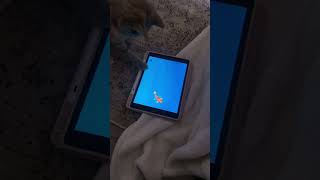 I pad kids.. #fypviral #ytshorts #shortsfeed #yt #shortsviral #cats #shortsvideo #catshorts #cat