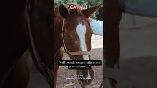 Sulla strada senza confini che si apre nel cuore #cavalli #animali #aforismi #frasedelgiorno