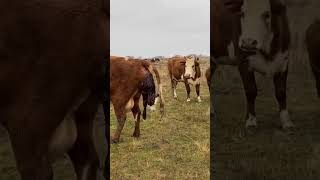 لحضة ولادة بقرة #cow #farmer #farming #shorts