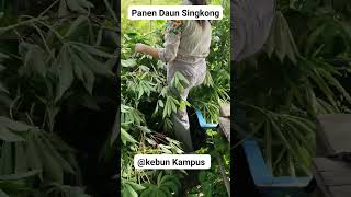 #janganpernahmenyerah #panensingkong #panendikebun #panensayuran #viralkan