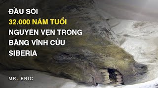 Đầu Sói 32.000 Năm Tuổi Nguyên Vẹn Trong Băng Vĩnh Cửu Siberia