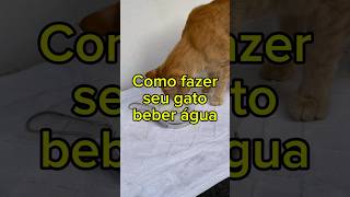 Como fazer seu gato beber água! #gatos #catlover #pets #gatos #cats