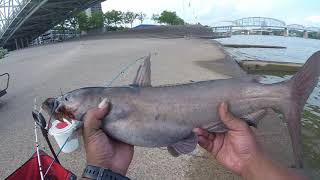 5-27-19 big Channel Ohio River Downtown Cincinnati,Bank fishing