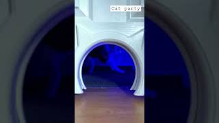 Cat party #cat #cats #catvideos #shortvideo #shorts #youtubeshorts #tiktok #viral #whatsapp