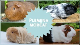 Plemena morčat 🐹