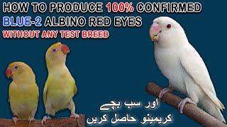 سب بچے کریمینو حاصل کریں | HOW TO PRODUCE CONFIRMED BLUE-2 ALBINO IN HOME | AA BIRDS INFORMATION