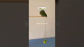 Smart and lovely little budgies #part-1