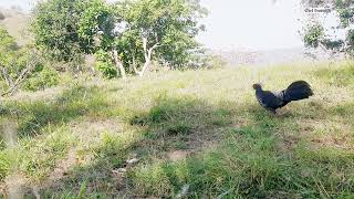 wild chicken reaction on peacock sound [ jungle fowl ]