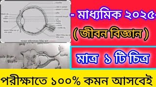 মাধ্যমিক জীবন বিজ্ঞান চিত্র সাজেশন 2025/madhyamik life science suggestion 2025/class 10 life science