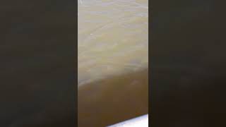 pescando no Goiás ou viciado na pescaria