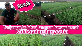 kunjungan ke lahan milik subcriber setia,saat kirim bibit brambang,di baleturi,prambon,