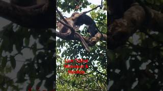 Lion-tailed macaque & Monkey at Agumbe Ghat