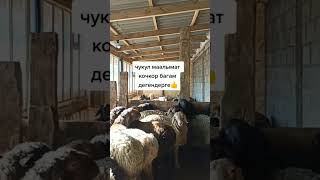 Кой багуу сырлары #кочкор #койбазар #гиссар #малбазар2023 #sheep #shorts #арашан