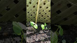 Pole beans #gardening #beans #veggiegarden #nature #plants #plantlovers #smallgardenideas