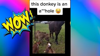 Dog gets zap by electric fence and donkey cracks up😅😂