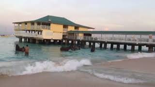 Barbados Race Horse 🐎 Swims