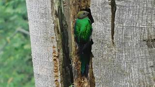 GUATEMALA BIRD WATCHING FEMALE QUETZAL